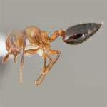 Acrobat Ant