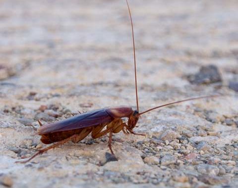 American Cockroach