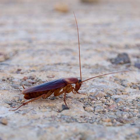 American Cockroach