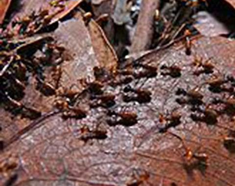 Drywood Termites