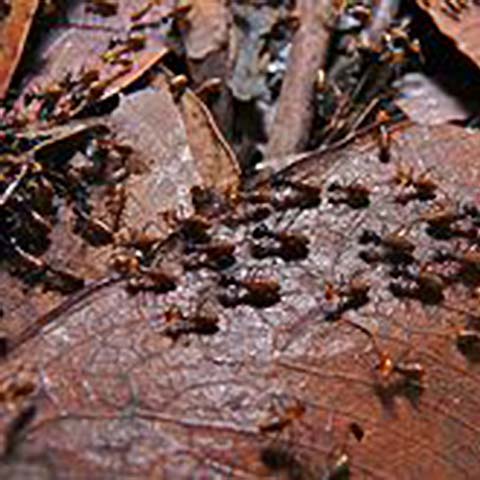 Drywood Termites