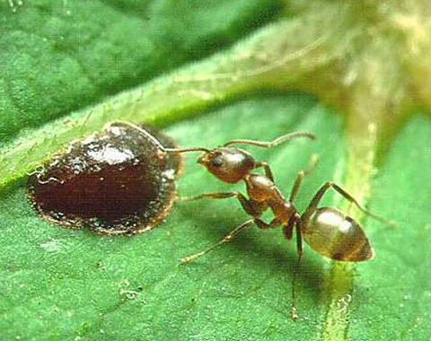 Argentine Ants