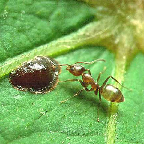 Argentine Ants