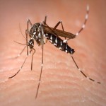 Asian Tiger Mosquitoes