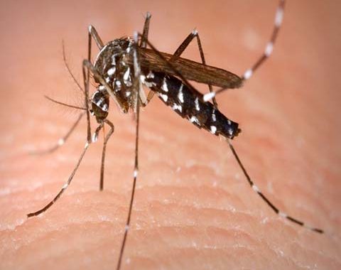 Asian Tiger Mosquitoes