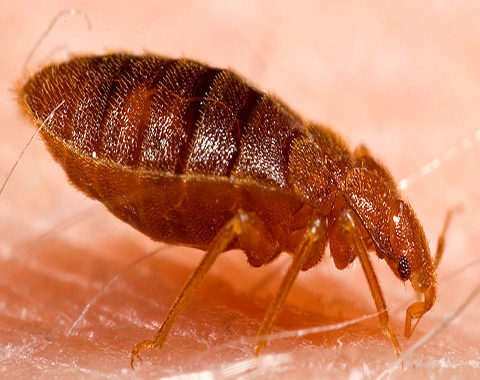 Bed BugS