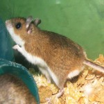 Deer Mice