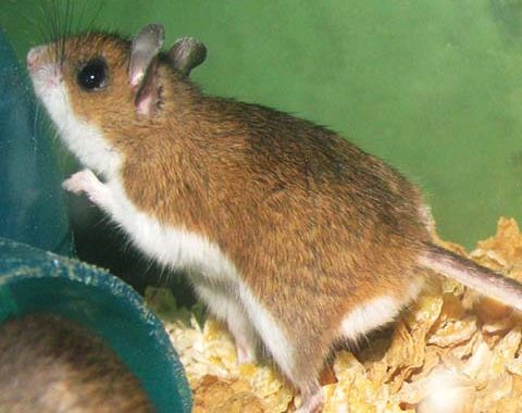 Deer Mice