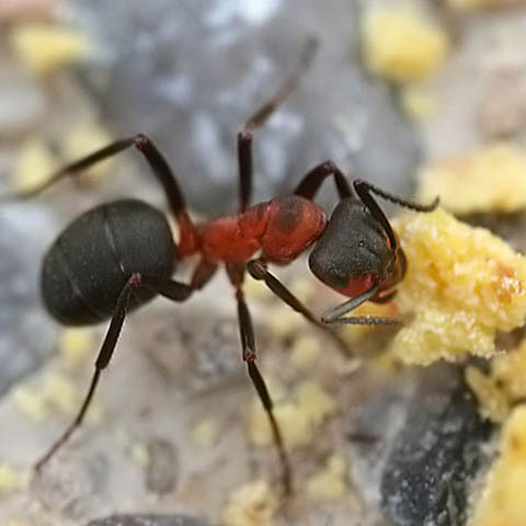 Field Ants