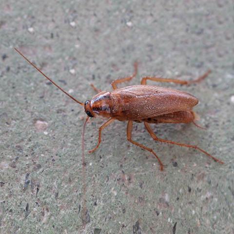 German Cockroach