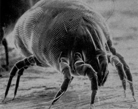 House Dust Mites