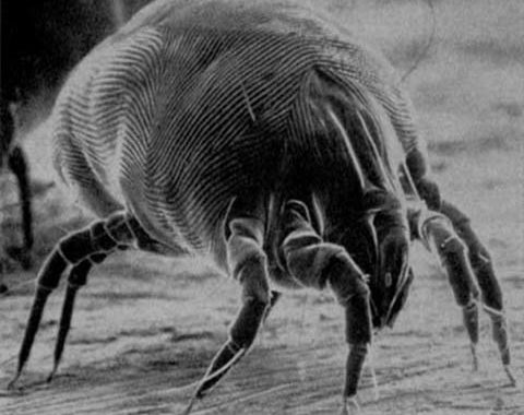 House Dust Mites