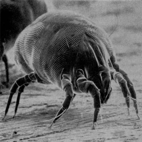 House Dust Mites