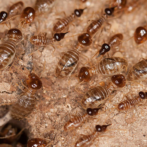 Dampwood Termites