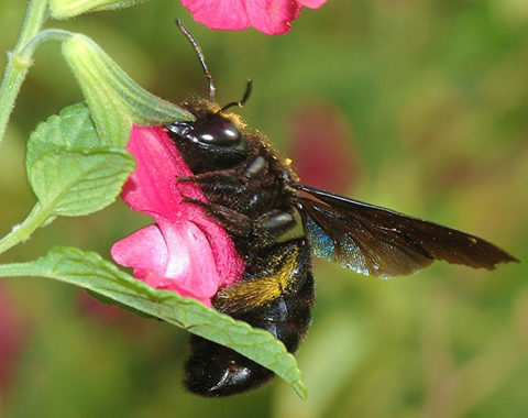 Carpenter Bees