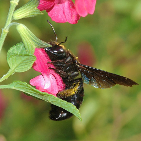 Carpenter Bees