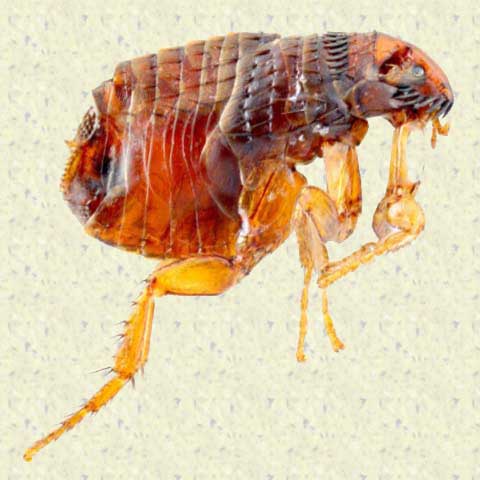 Fleas